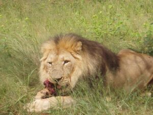 Male Lion Feeding | Namibia 4x4 Rentals